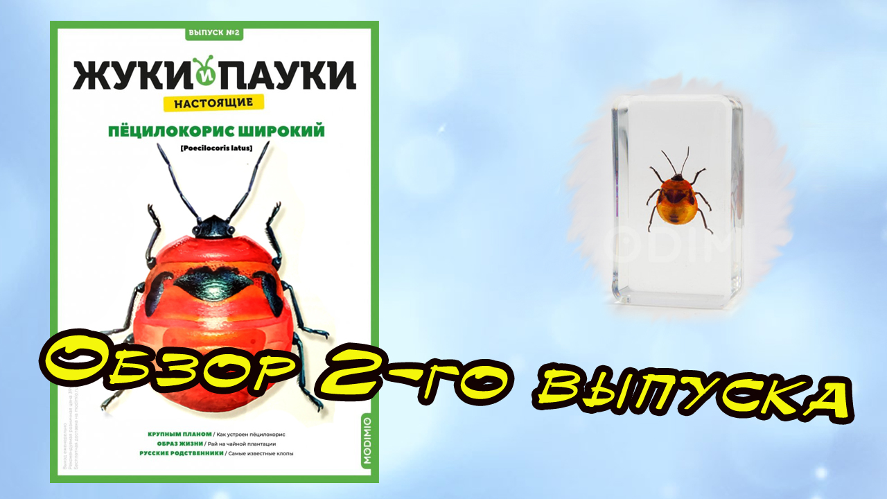 Жуки и пауки | 2 выпуск | MODIMIO смотреть онлайн