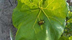 ? Бронзовка. Уничтожает цветы винограда. Большой зеленый жук.