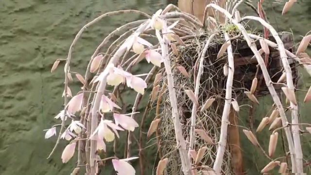Dendrobium aphyllum ou Dendrobium Pierardii смотреть онлайн
