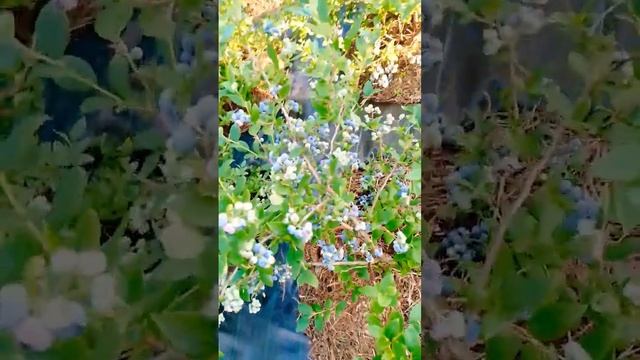 Голубика сорт "Дюк" на 15.07.2023. Минский район, Беларусь. смотреть онлайн