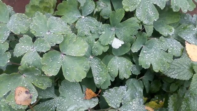 Поздняя осень... Цветы запоздалые... смотреть онлайн