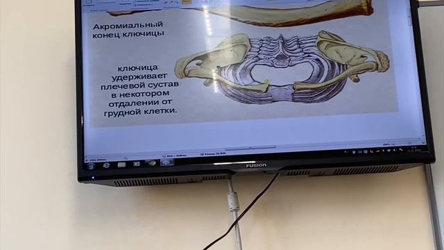 Кости верхней конечности. Ключица смотреть онлайн