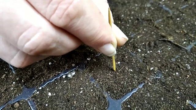 Как мы сеем эти КРАСИВЫЕ ЦВЕТЫ? ГЕЙХЕРА! РАНУНКУЛЮС! ГАЙЛАРДИЯ! АЛЬТЕРНАНТЕРА! АУБРЕЦИЯ! смотреть онлайн