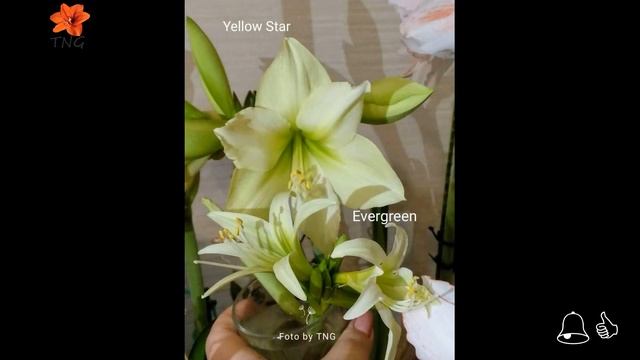 Цвітіння гіппеаструма Yellow Star Blossom of Yellow Star Hippeastrum смотреть онлайн