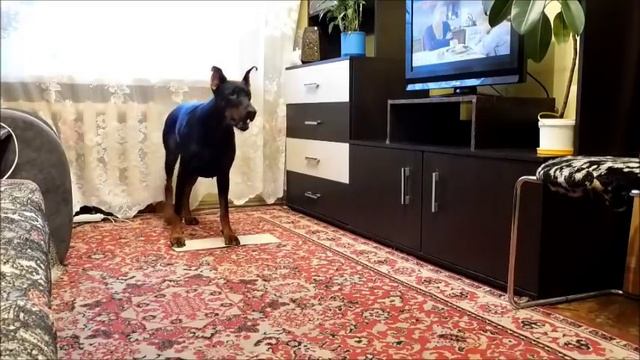 Дрессировка добермана. Комплекс по передним на маркере. смотреть онлайн