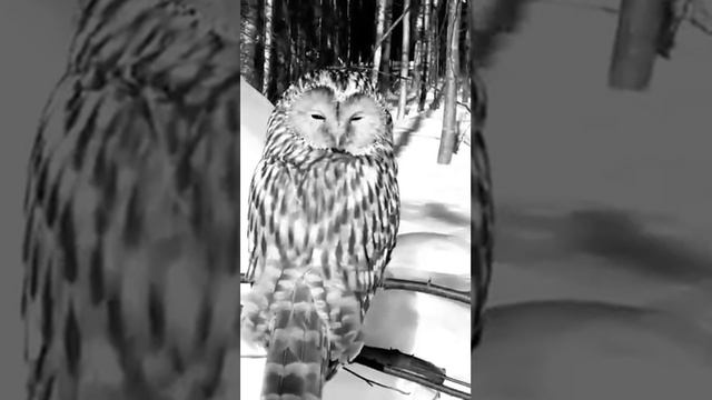 Нашли сову. смотреть онлайн