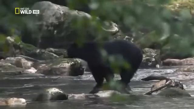 The Secrets Of Wild Caneda _must See- Full Documentary