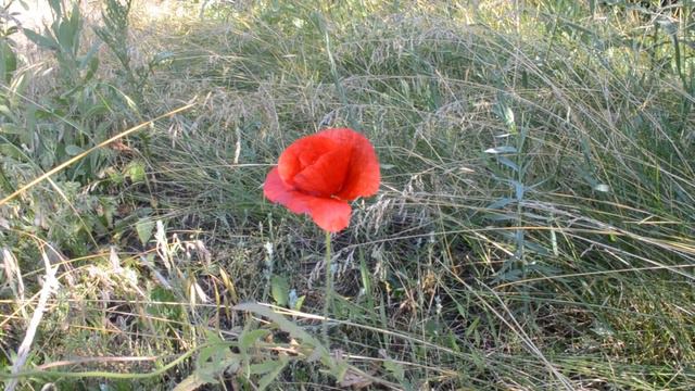 ФУТАЖ Красный мак смотреть онлайн