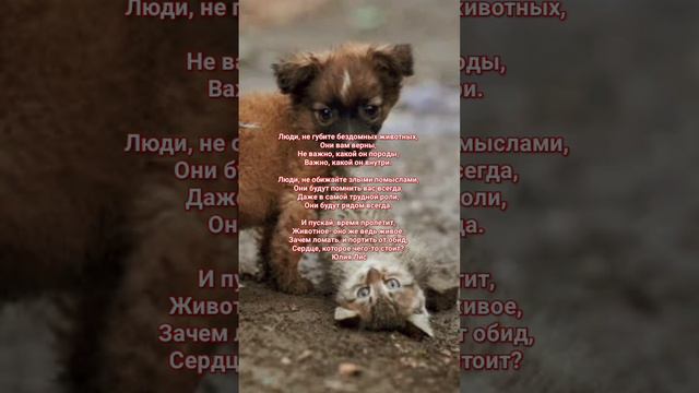 стих. не губите бездомных животных #подпишисьнаменя #поставьлайкпж #оставькомент смотреть онлайн