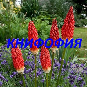 Книфофия семенами..avi