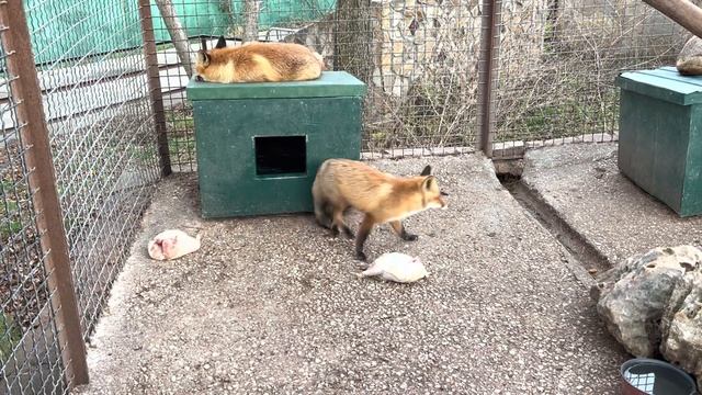 Как живут маленькие питомцы Тайгана?)?Семейство красивых лисичек!???