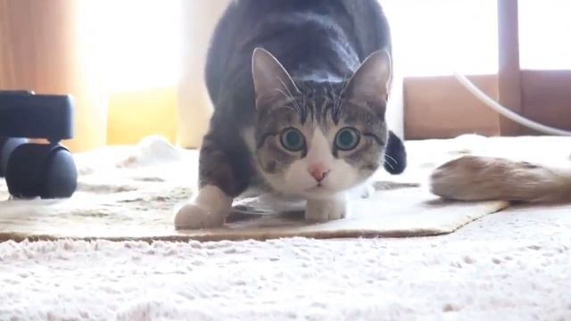 Kuroneko no tango cat dancing смотреть онлайн