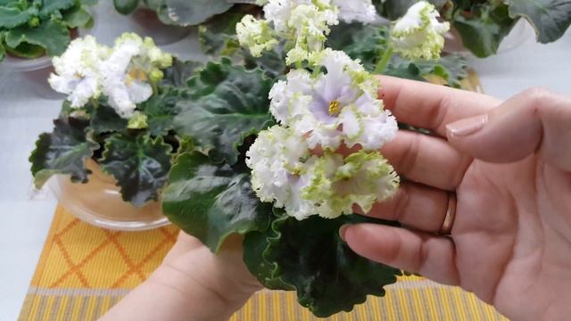 Цветущие фиалки.на 9.07.21Новенькие и старожилы))между делом отделила пасынок)) смотреть онлайн