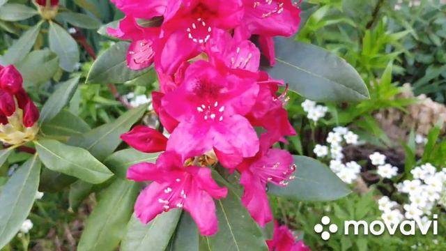 🌺🌺🌺 Рододендрон малиновый цветёт смотреть онлайн