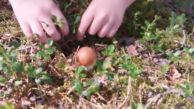 СЕЗОН БЕЛЫХ ГРИБОВ ОТКРЫТ!!! Июль 2023 года. За грибами с дочкой. смотреть онлайн