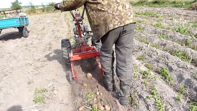 Извлечение бульбы украинской картофелекопалкой на мотоблоке grasshopper смотреть онлайн