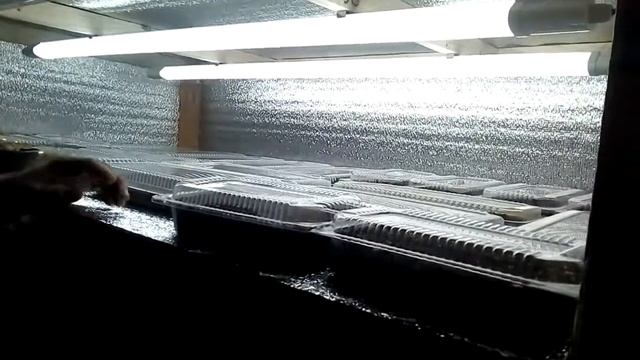 Мини тепличка для проращивания семян в доме-эконом вариант смотреть онлайн