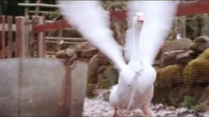 Чудесное путешествие Нильса с дикими гусями