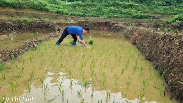 grow rice, feed pigs, go to the market to buy things Ly Thi Linh. смотреть онлайн