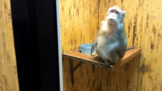 Обезяна без кармана потеряла кошельок смотреть онлайн