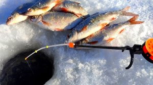 ПОМЕНЯЛ ПРИВЫЧНУЮ СНАСТЬ НА ЭТУ И ДЕЛО ПОШЛО. ЗИМНЯЯ РЫБАЛКА В ПАЛАТКЕ