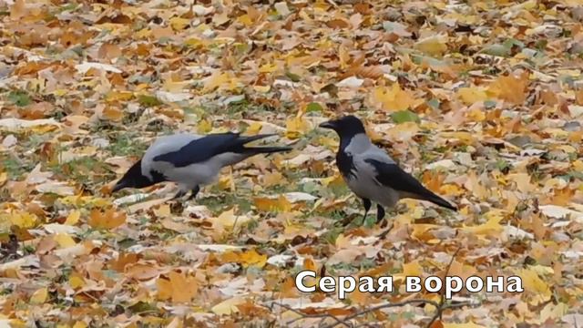 10 птиц Петергофа смотреть онлайн