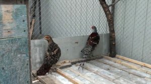 Фазан Эллиота