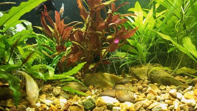 корень кубышки вновь пустил листья смотреть онлайн