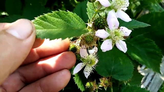 ежевика сорта - лохтей, натчез, небеса могут подождать, торнфри и карака блек (обзор). смотреть онлайн