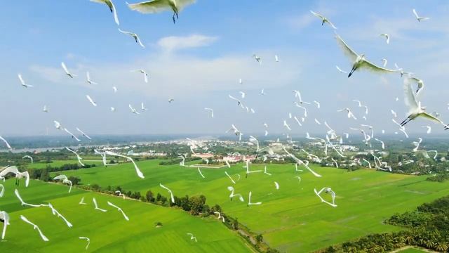 Съемка с дрона || Птицы || Аисты. смотреть онлайн