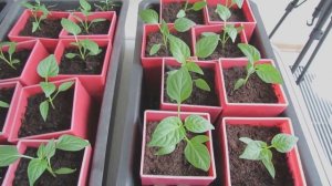 Как сохранить рассаду на время отпуска | Про Сад с Любовью