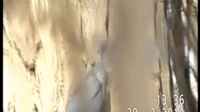 ПОПОЛЗЕНЬ ОБЫКНОВЕННЫЙ НА ИРТЫШЕ В ПАВЛОДАРЕ смотреть онлайн