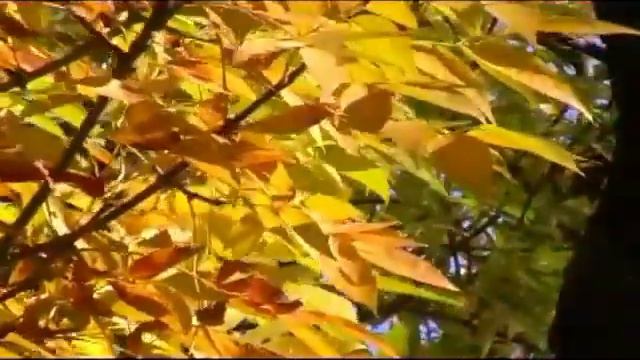 Скоро осінь моє панство 1 смотреть онлайн