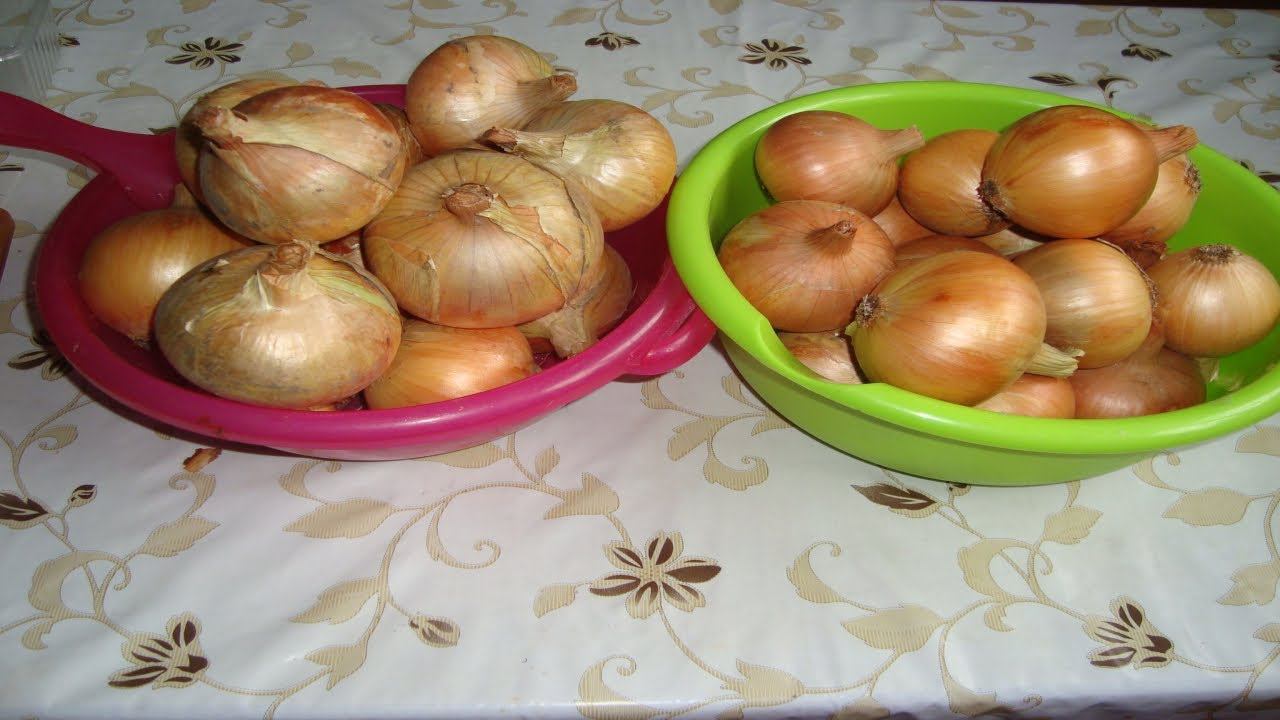 ЛУЧШИЕ СОРТА ОЗИМОГО ЛУКА . КАКОЙ СОРТ ОЗИМОГО ЛУКА ВЫБРАТЬ смотреть онлайн