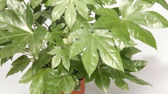 Ремонтный Шик