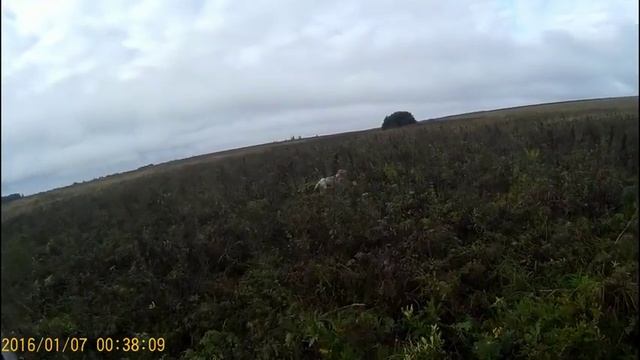 Охота на серую куропатку с английским сеттером. смотреть онлайн