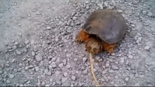 я забрасываю канал.Последнее видео. смотреть онлайн