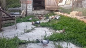 Майский выпуск о николаевских голубях с подробностями