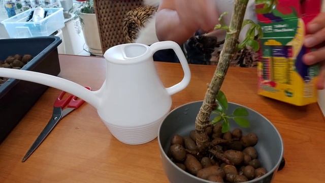 Шеффлера размножение черенками на гидропонике смотреть онлайн