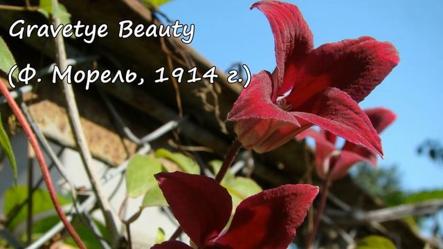 Клематисы. Ville de Lyon: продолжение смотреть онлайн