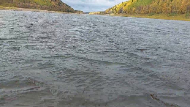 Сёмга не клюёт. Вода в реке поднимается. Ловим на спиннинг, Варзуга. смотреть онлайн