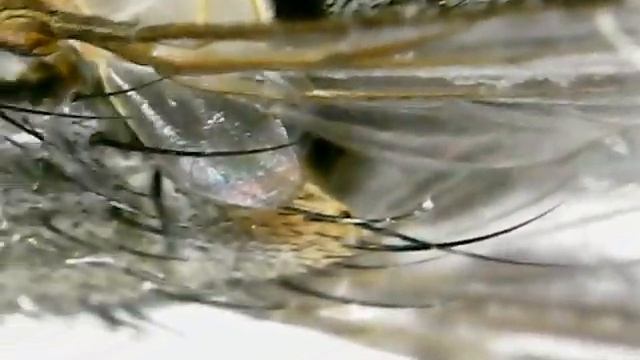 Живая муха под микроскопом смотреть онлайн