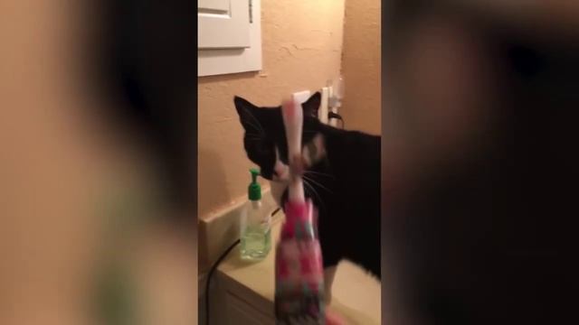 Смешные коты выложить рутуб? смотреть онлайн