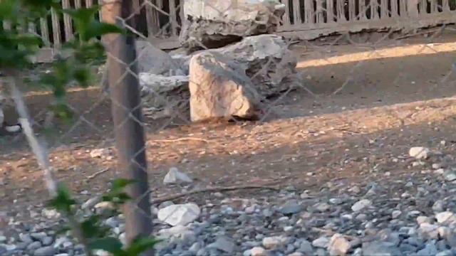 24 часа в зоопарке. смотреть онлайн