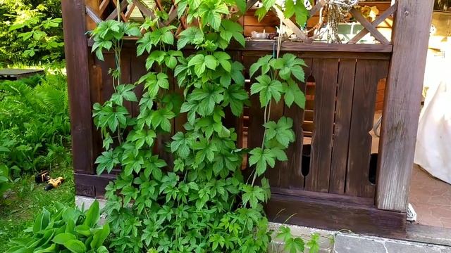 Чем покрасить беседку? Дачные работы и борьба с кротами продолжается... смотреть онлайн