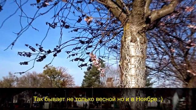 Freiburg mit Nic-FR Seepark Flückigersee - Прогулка в городском парке на озере. смотреть онлайн