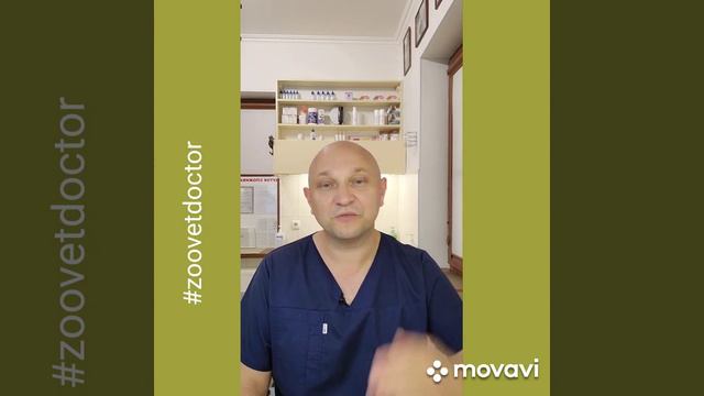 Воспоминания о животных которых больше с нами нет🙏❤️🥰 @zoovetdoctor #ушаковдмитрий смотреть онлайн