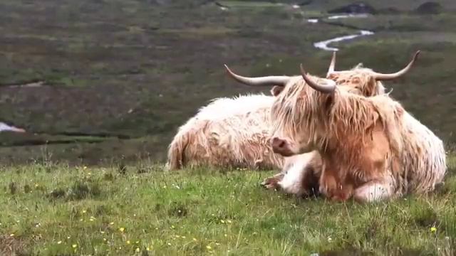 Animal Planet Tv Documentary 2022 HD360P