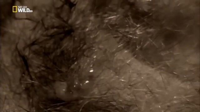 Тасманский дьявол - непростая жизнь еще до рождения смотреть онлайн