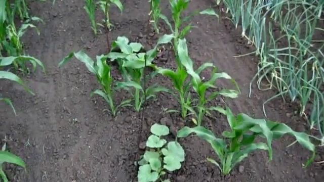 Так растет бахча, АРБУЗЫ, ДЫНИ И КУКУРУЗА смотреть онлайн